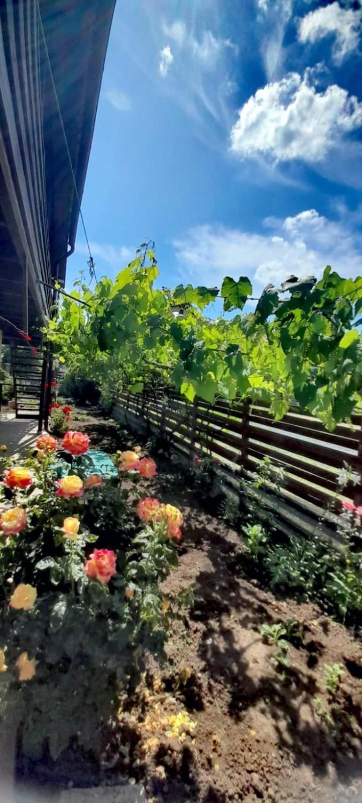 Apartament Casa Calin Vama Veche Zewnętrze zdjęcie